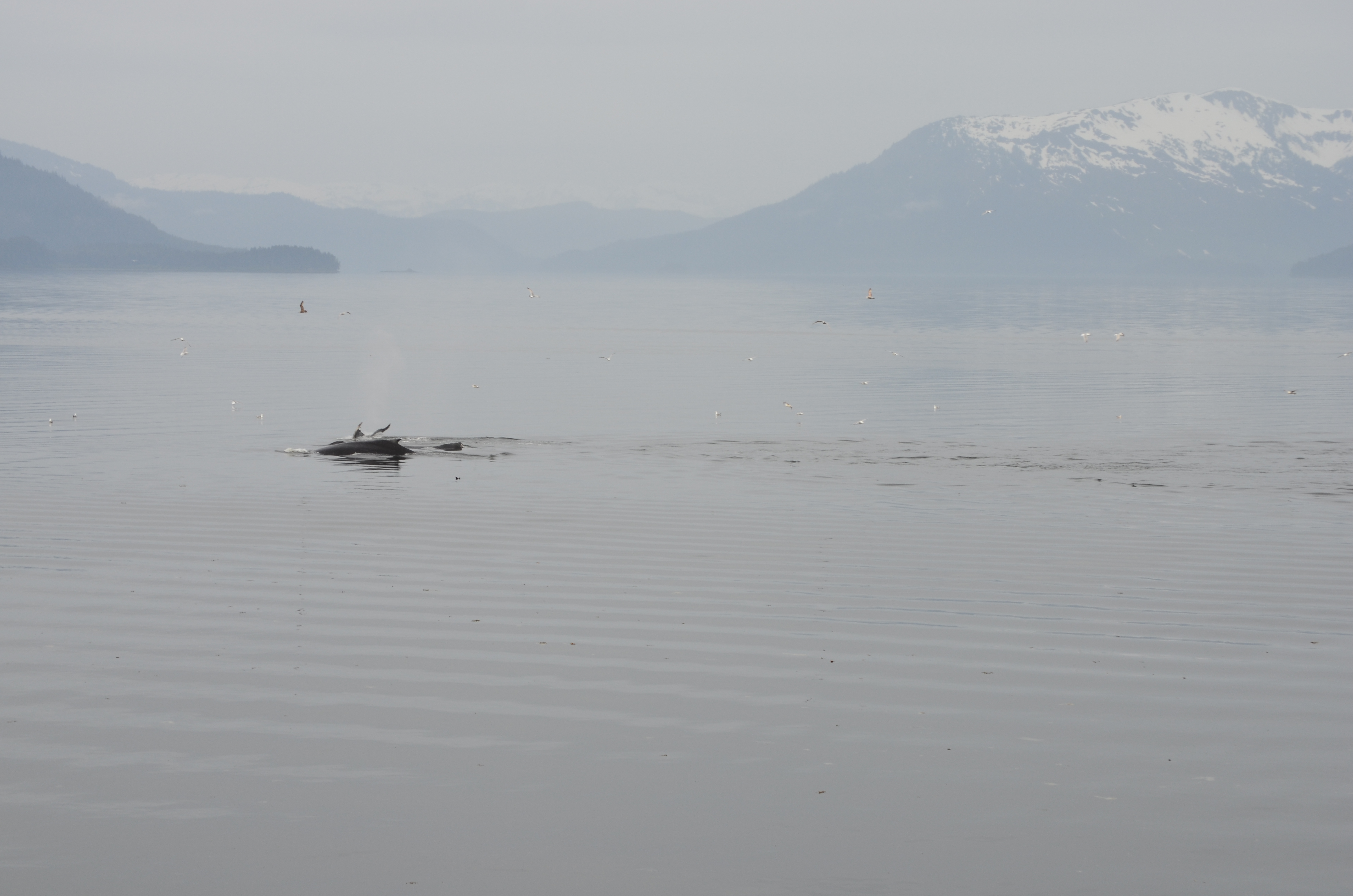 ./2017/08 - Alaska Cruise/10 - Icy Strait Point/DSC_0216.JPG